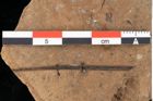 Foto (Detailansicht) von Peridermium palaeopini Ettingshausen (NHMW-GEO-2024-0188-0005)